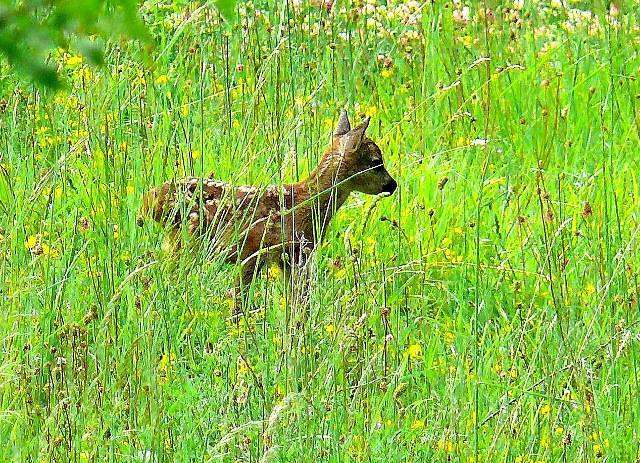 Spring flowers of Umbrian mountains 